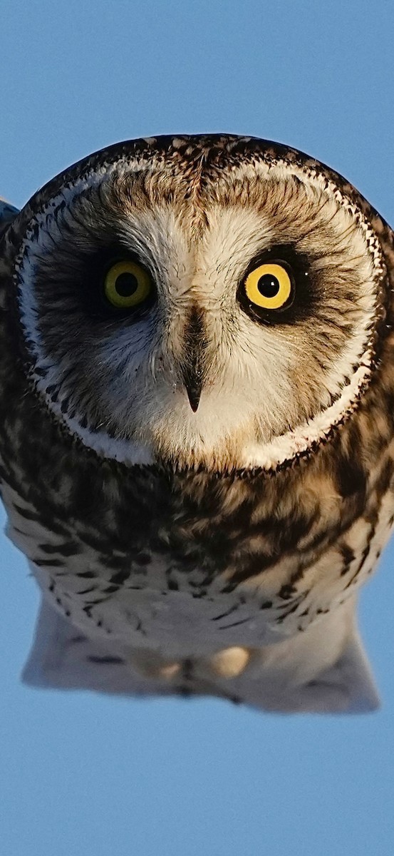 Zingira-hontza - ML646374715