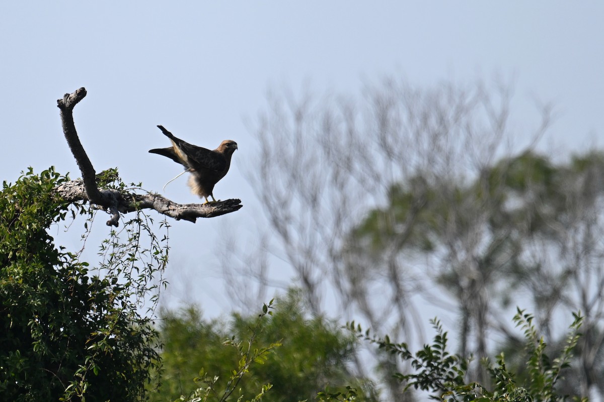Busardo Japonés - ML646374716