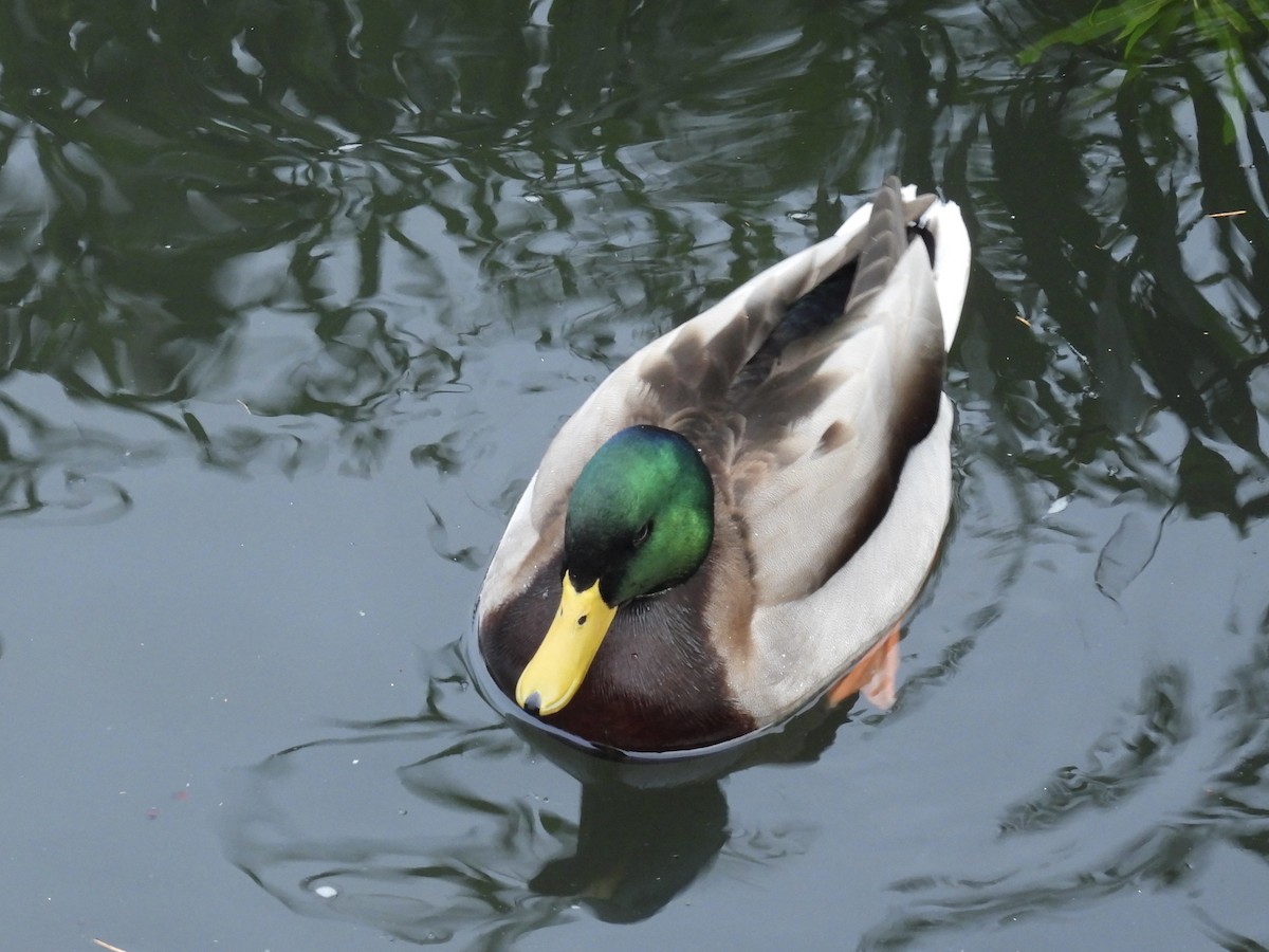 Mallard - ML646374717