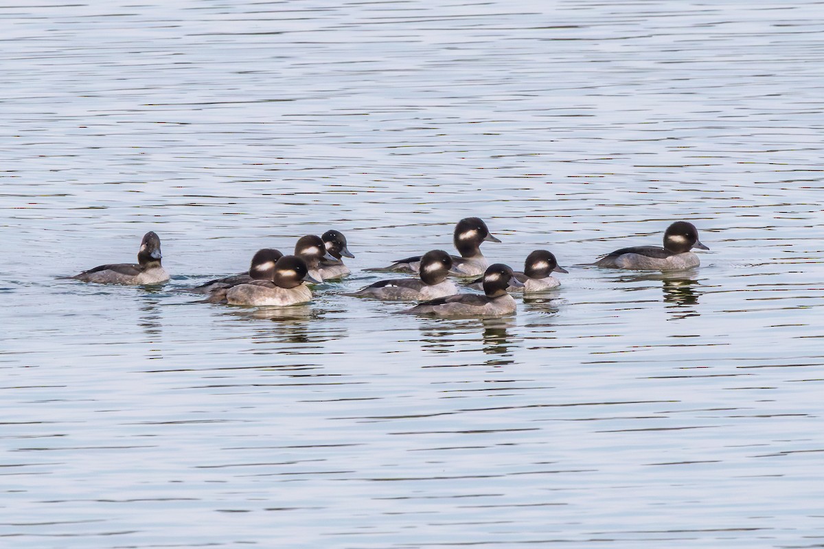 hohol bělavý - ML646374720