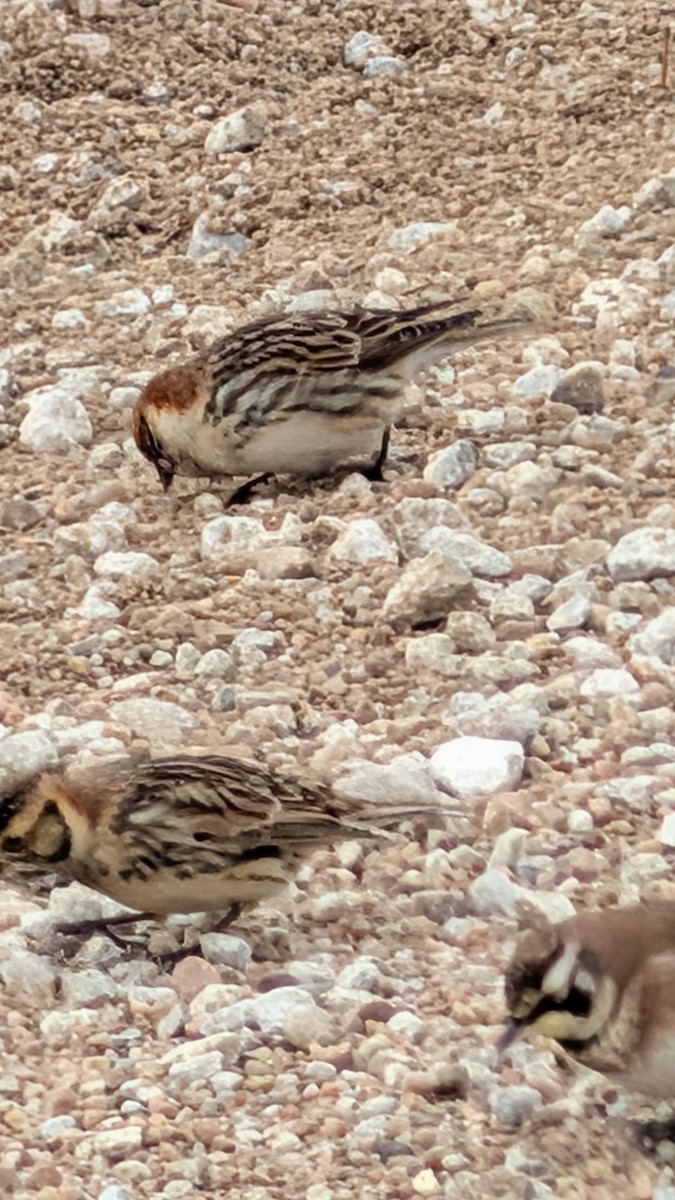 Lapland Longspur - ML646374721