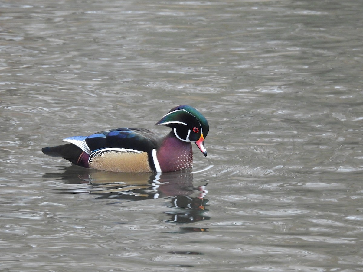 kachnička karolínská - ML646374722