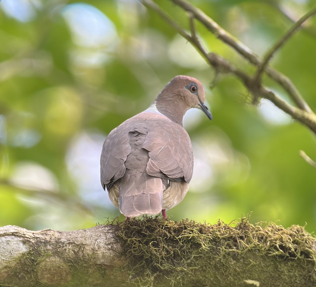 White-tipped Dove (White-tipped) - ML646374723