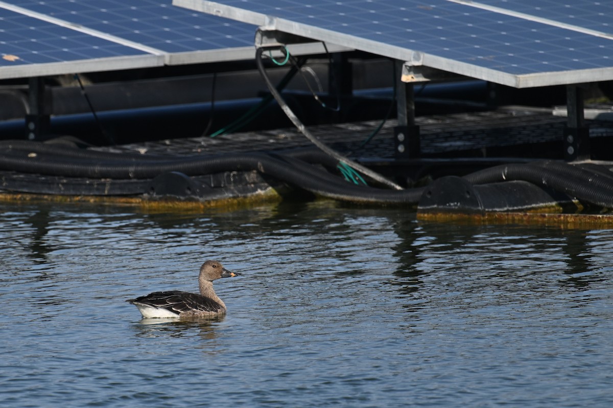 Tundra Bean-Goose - ML646374726