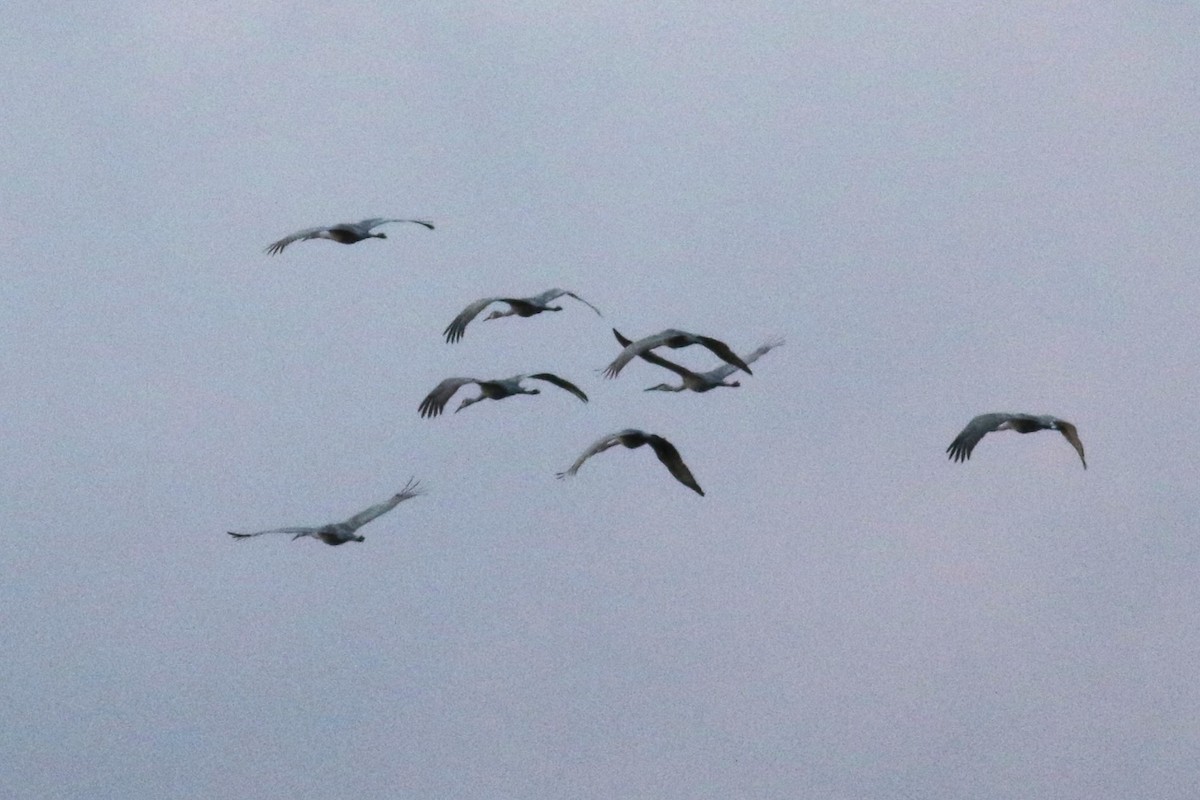 Sandhill Crane - ML646374727