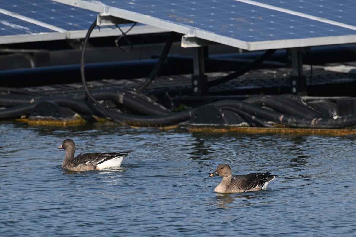 Ánsar Campestre de la Tundra - ML646374730