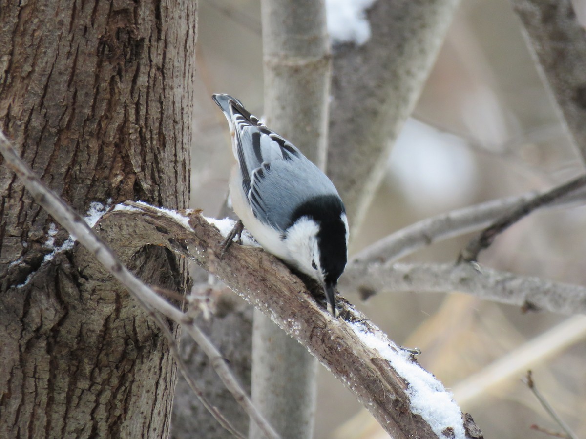 Sittelle à poitrine blanche - ML646374731