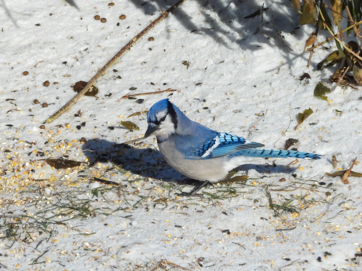 Blue Jay - ML646374735