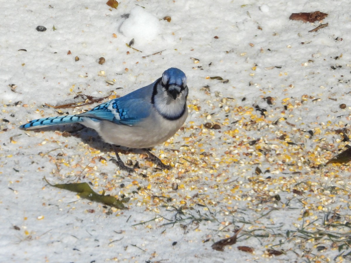 Blue Jay - ML646374737