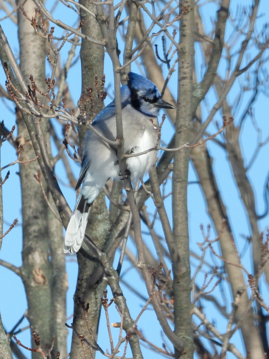Blue Jay - ML646374738
