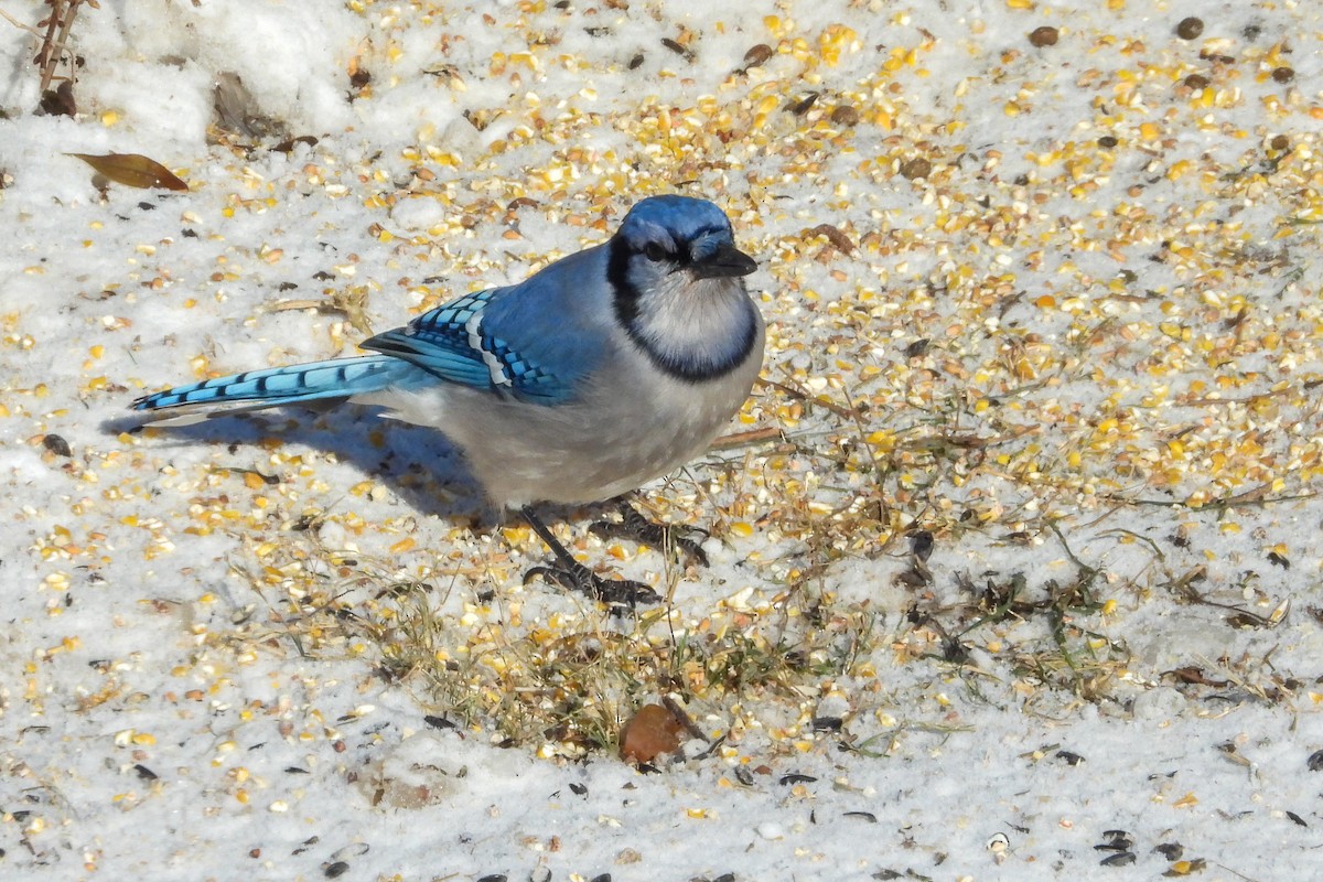 Blue Jay - ML646374739