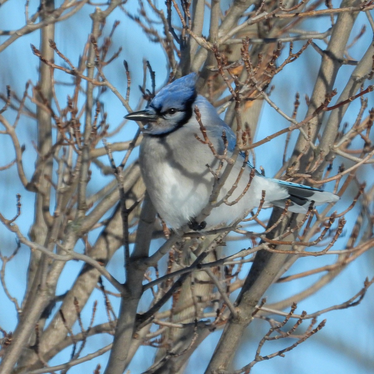 Blue Jay - ML646374740
