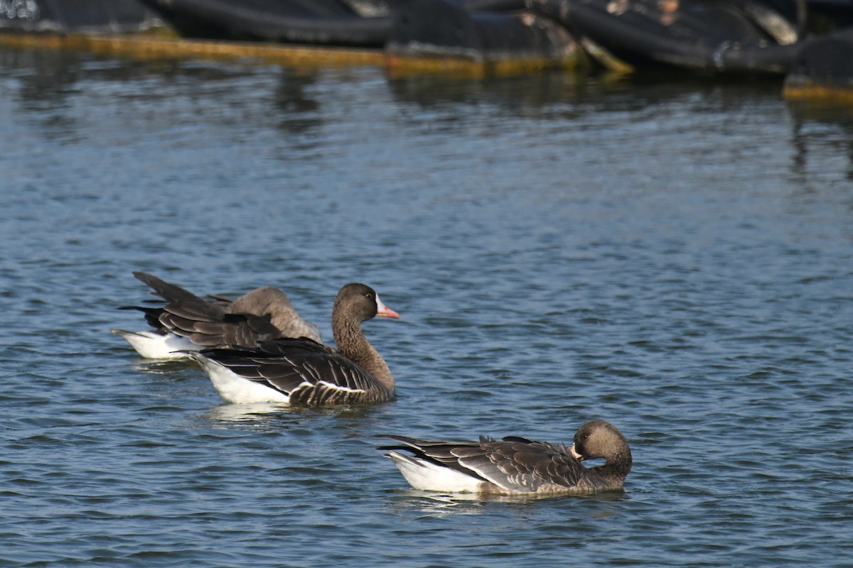 Ánsar Careto - ML646374744