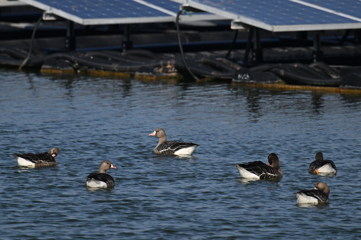 Greater White-fronted Goose - ML646374745