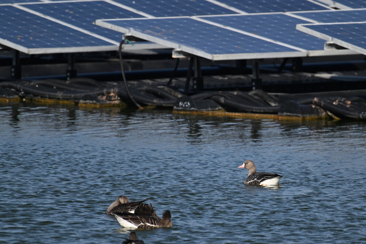 Greater White-fronted Goose - ML646374746