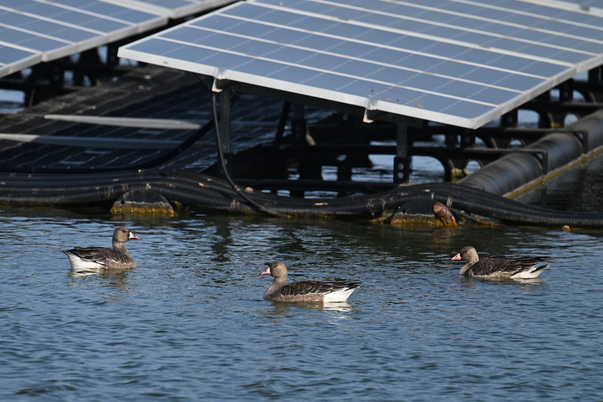 Greater White-fronted Goose - ML646374747