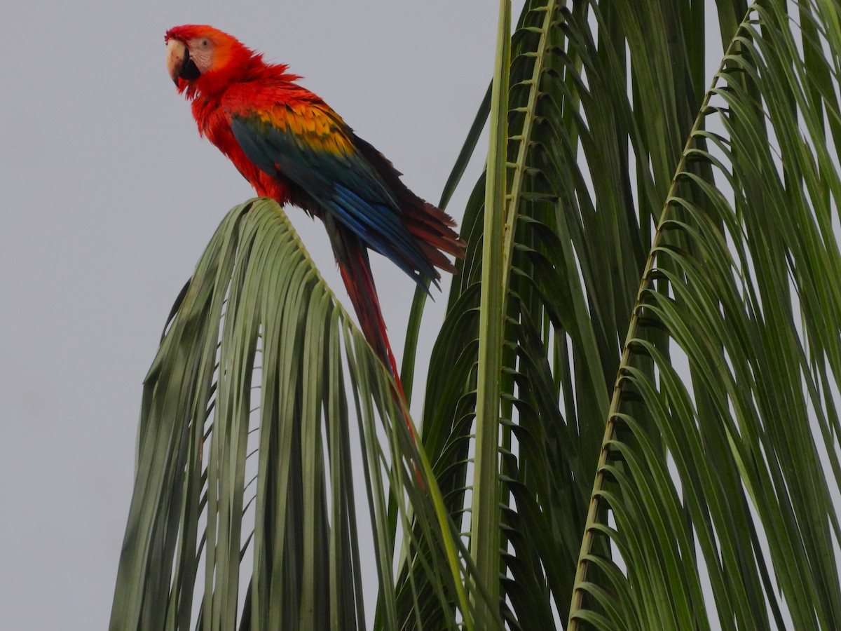 コンゴウインコ - ML646374748