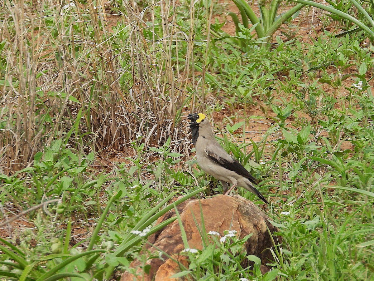 Wattled Starling - ML646374749