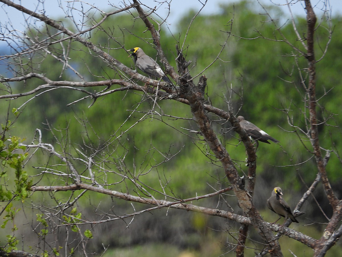 Wattled Starling - ML646374750
