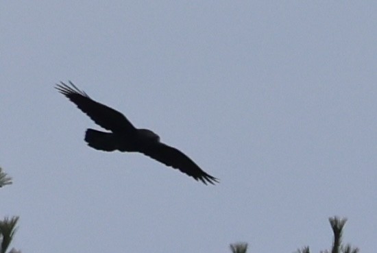 American Crow - ML646374751