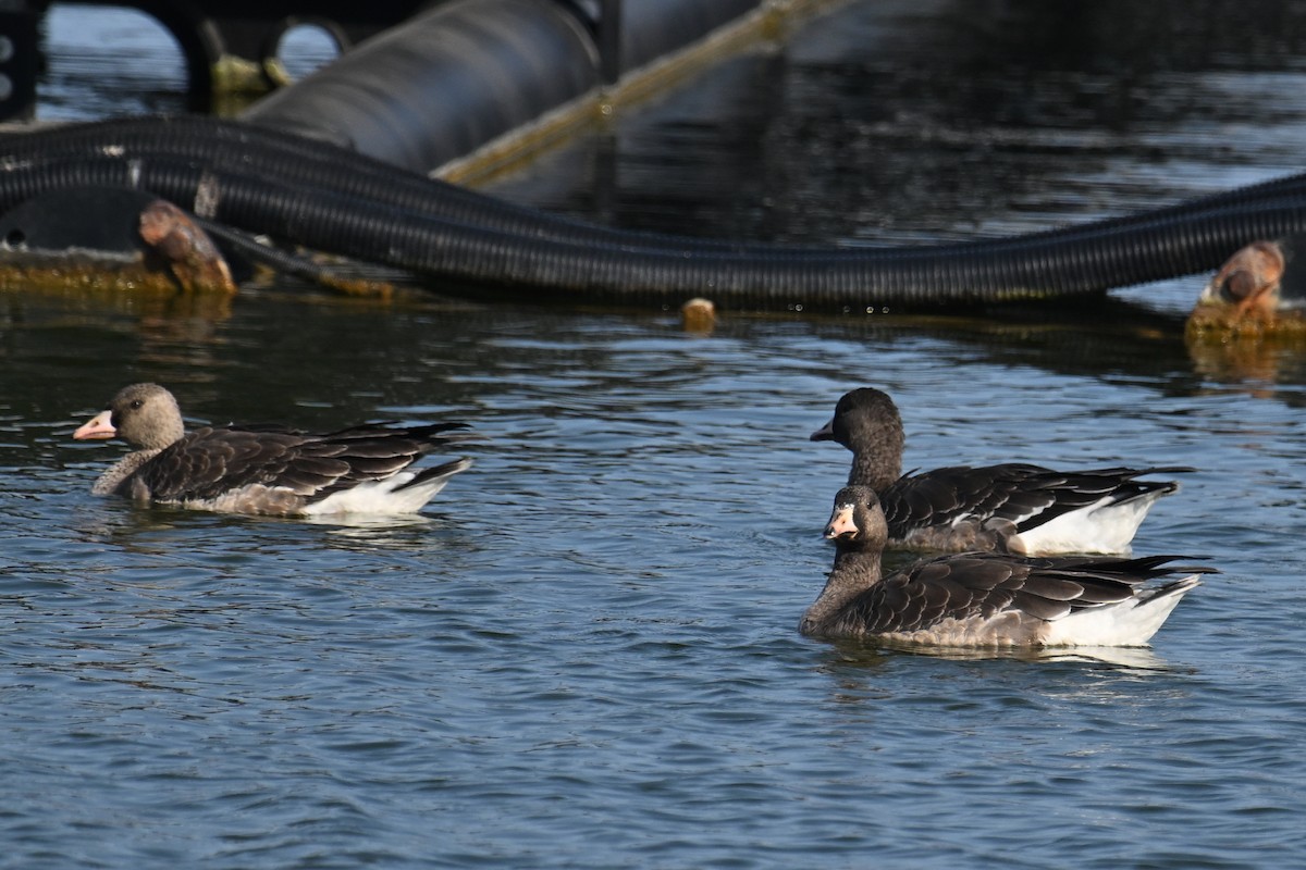 Greater White-fronted Goose - ML646374752
