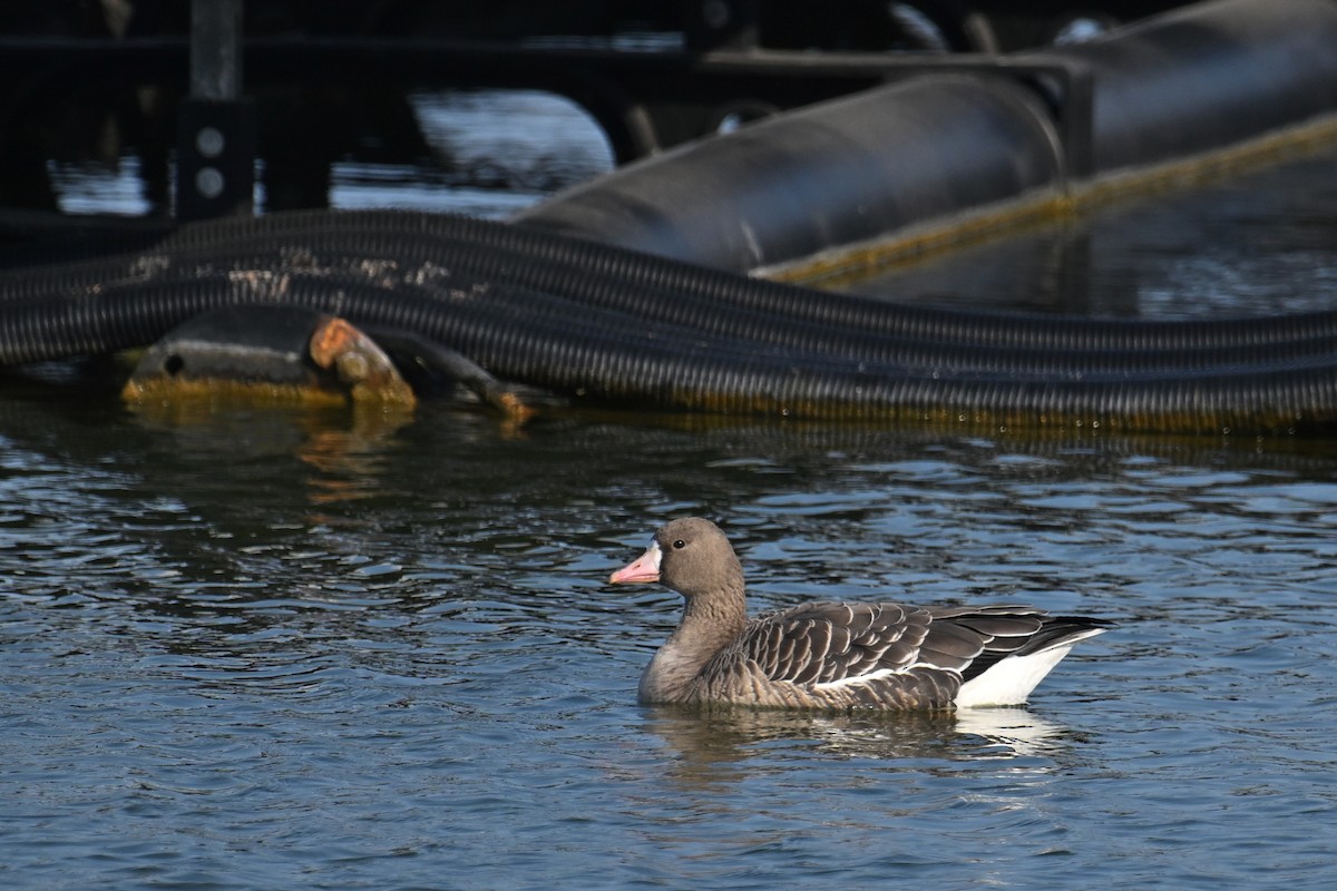 Greater White-fronted Goose - ML646374753