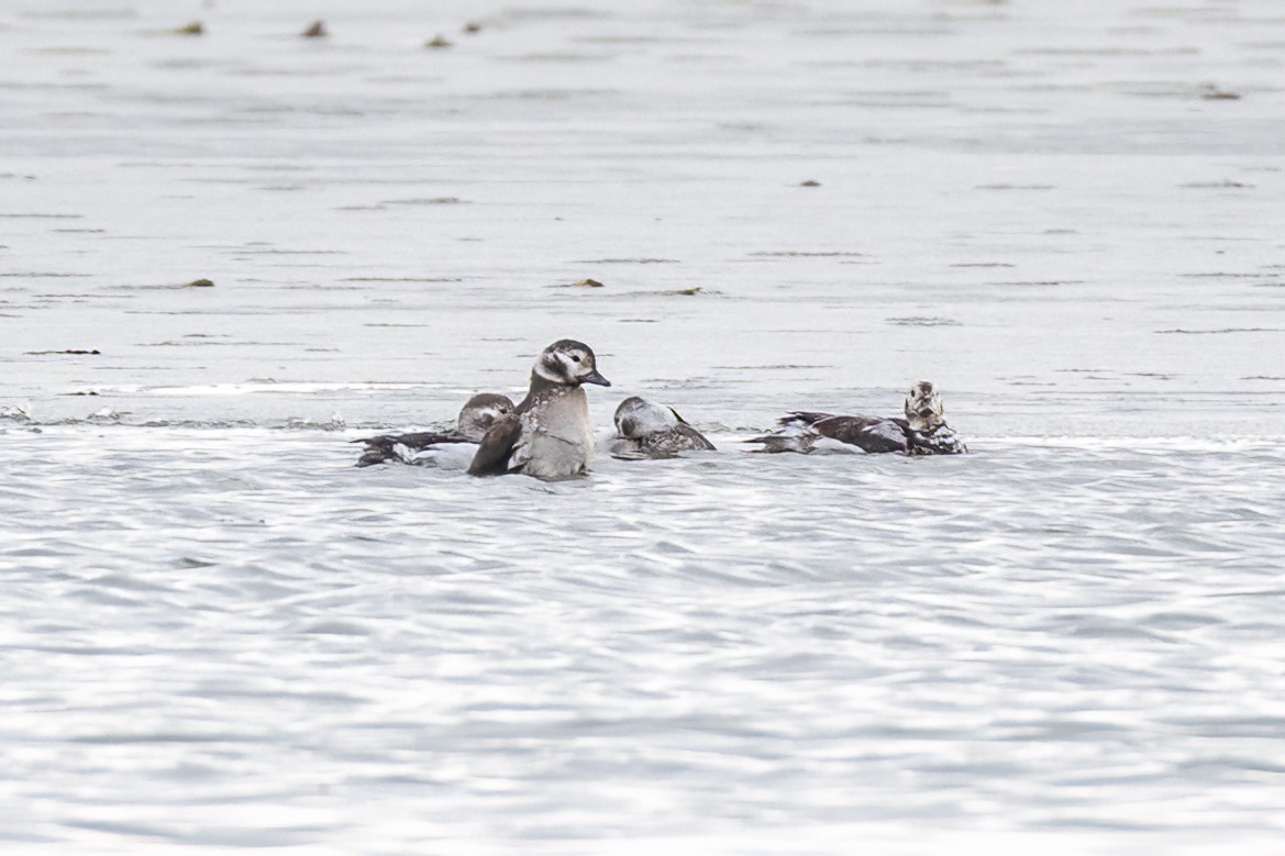 Long-tailed Duck - ML646374754