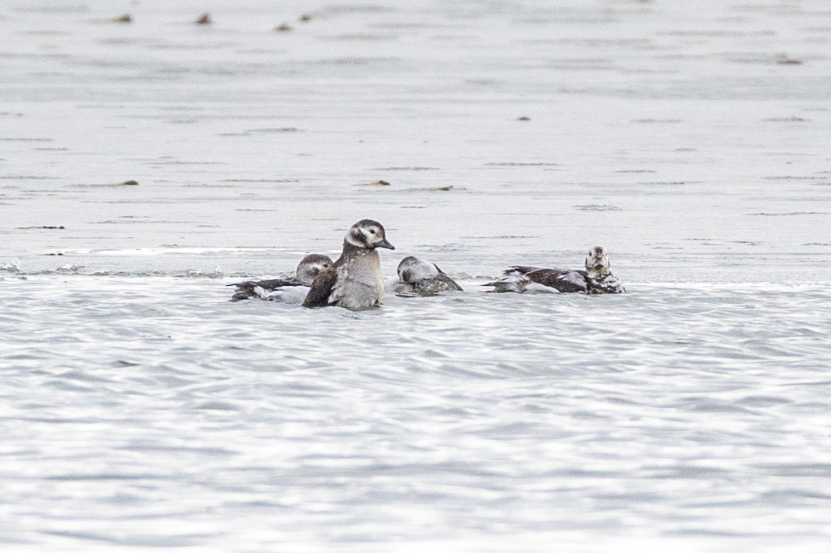 Long-tailed Duck - ML646374755