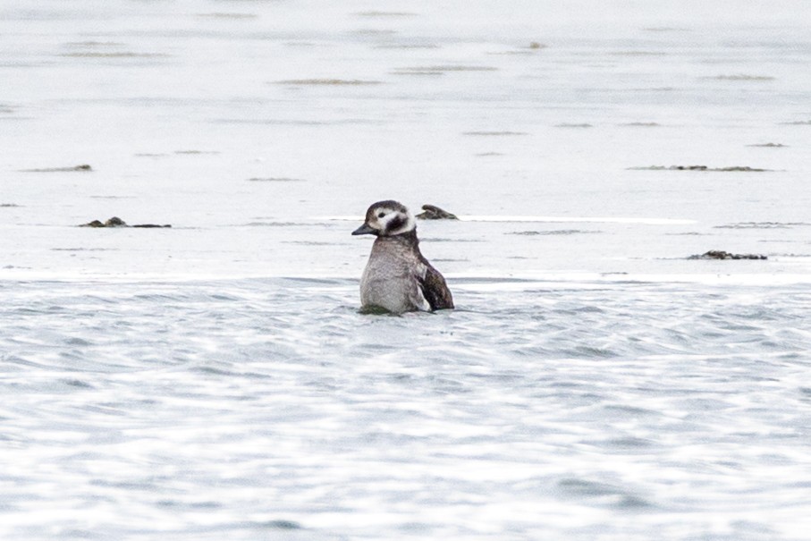 Long-tailed Duck - ML646374756