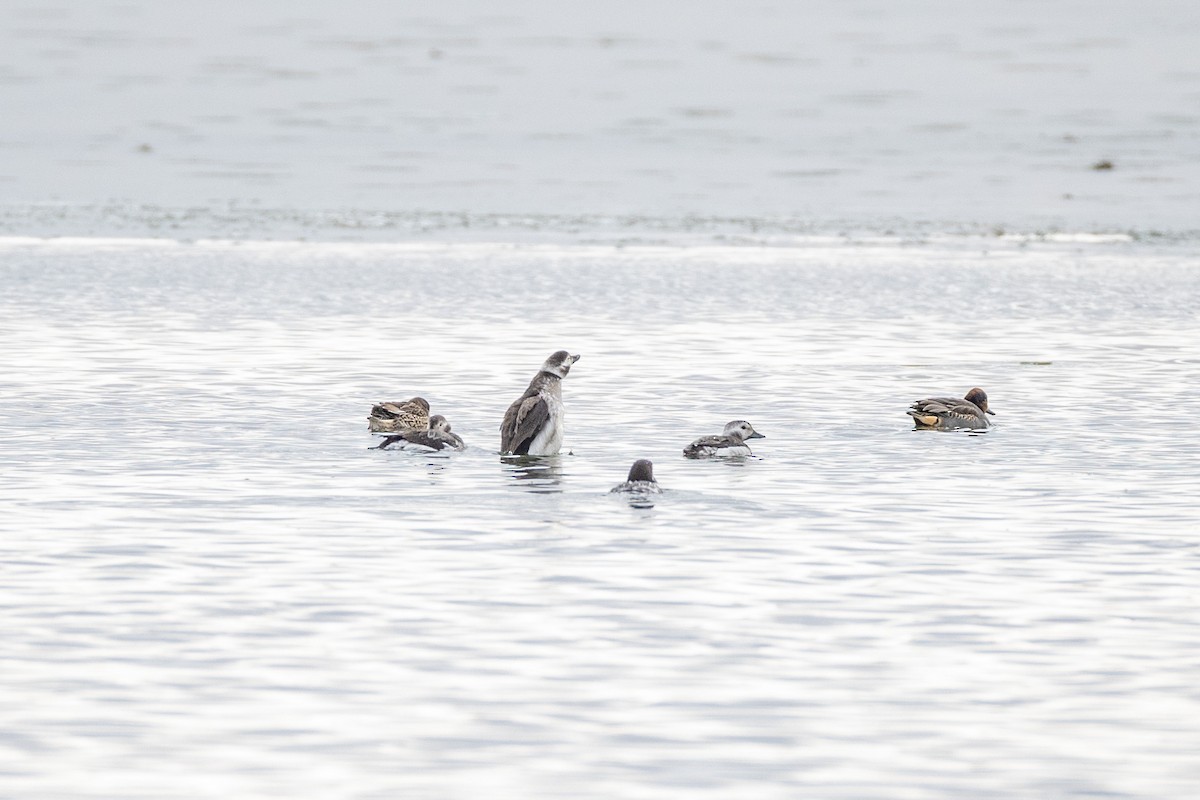 Long-tailed Duck - ML646374757