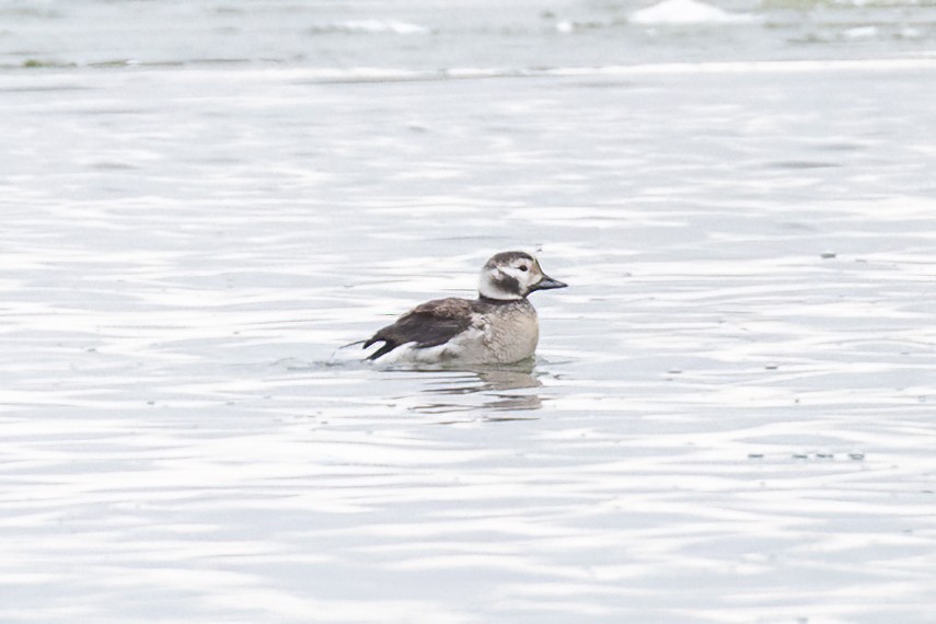 Long-tailed Duck - ML646374759