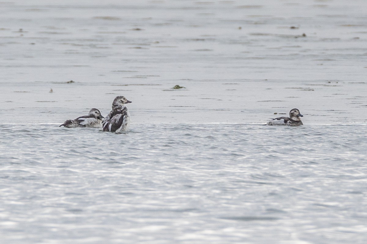 Long-tailed Duck - ML646374760