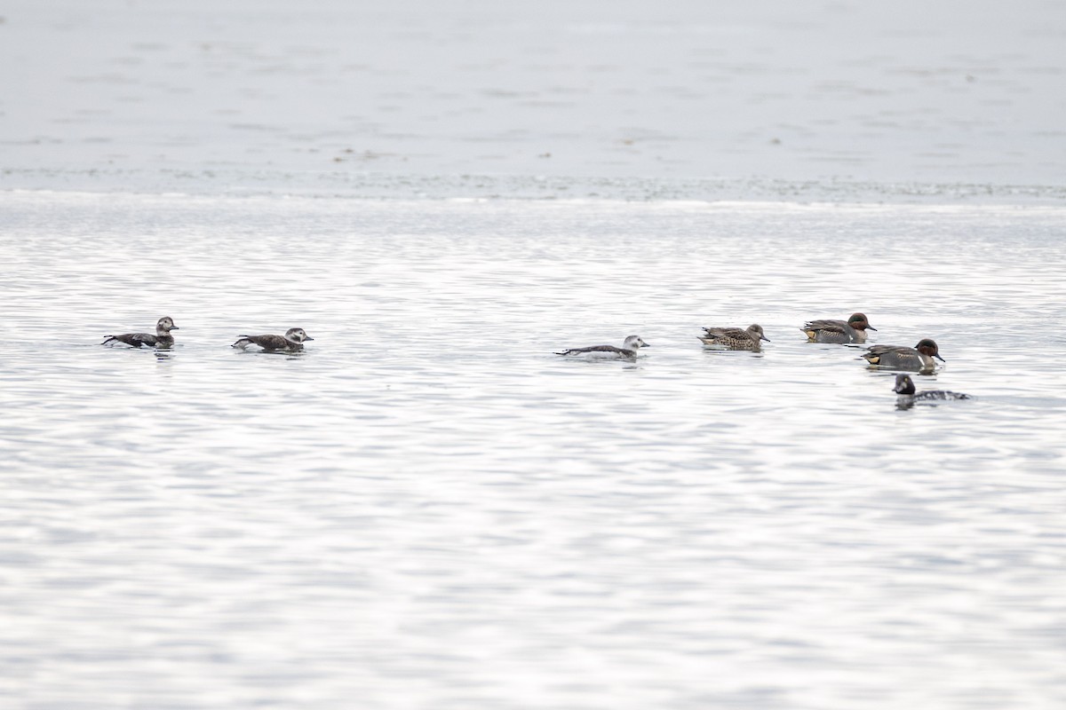 Long-tailed Duck - ML646374761
