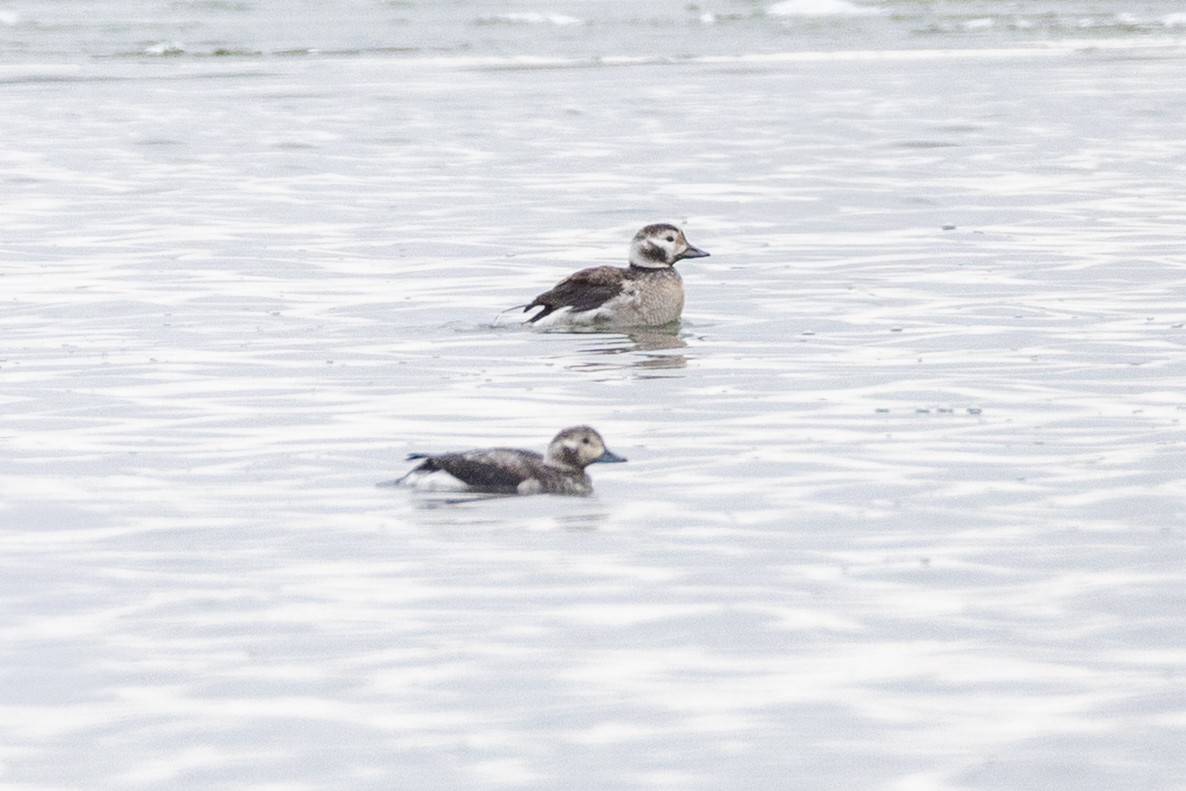Long-tailed Duck - ML646374762
