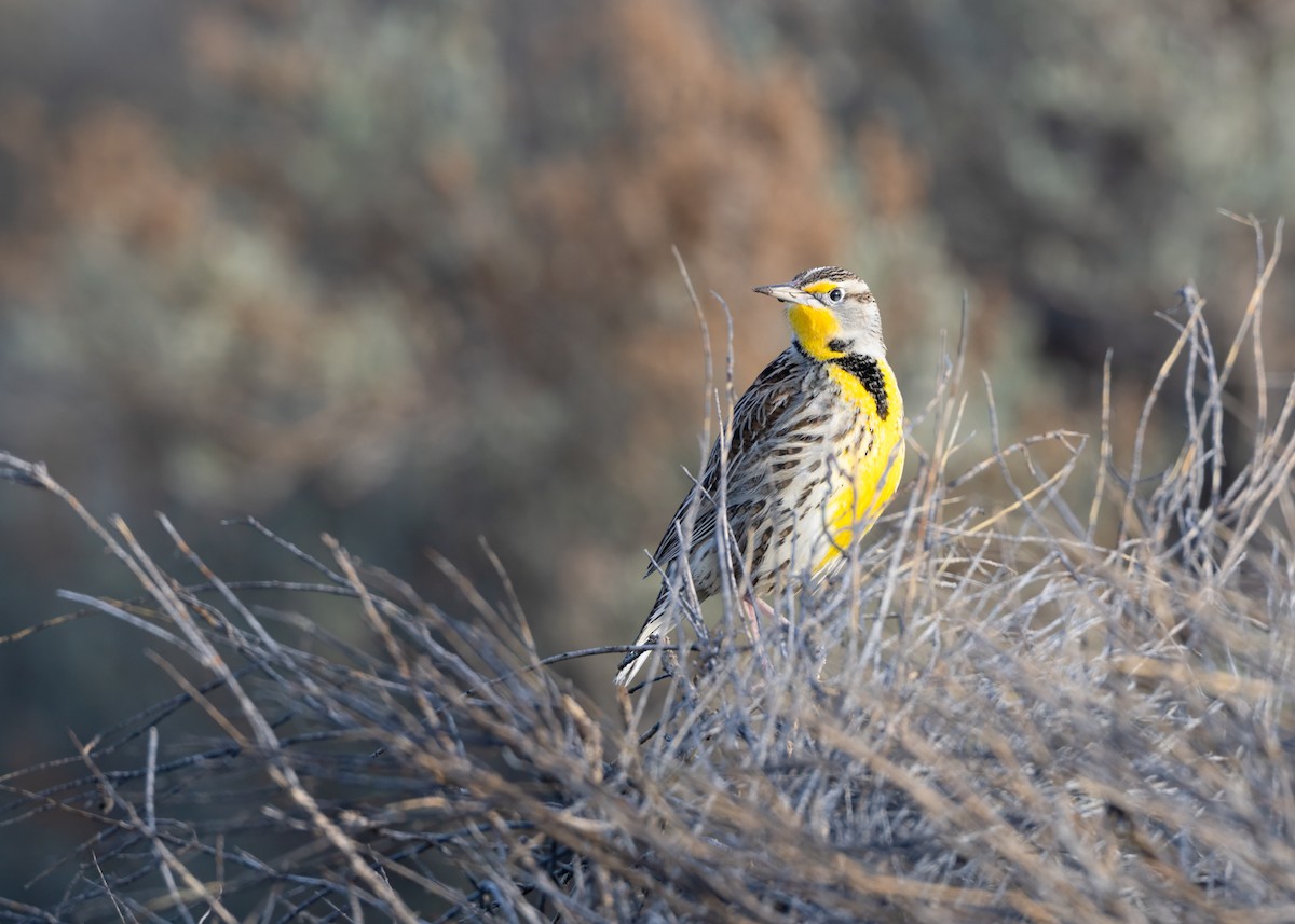 Western Meadowlark - ML646374763