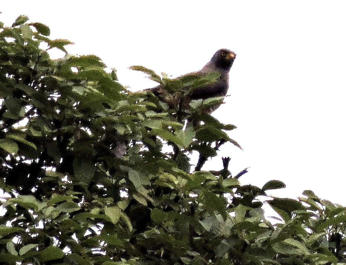 Roadside Hawk - ML646374764