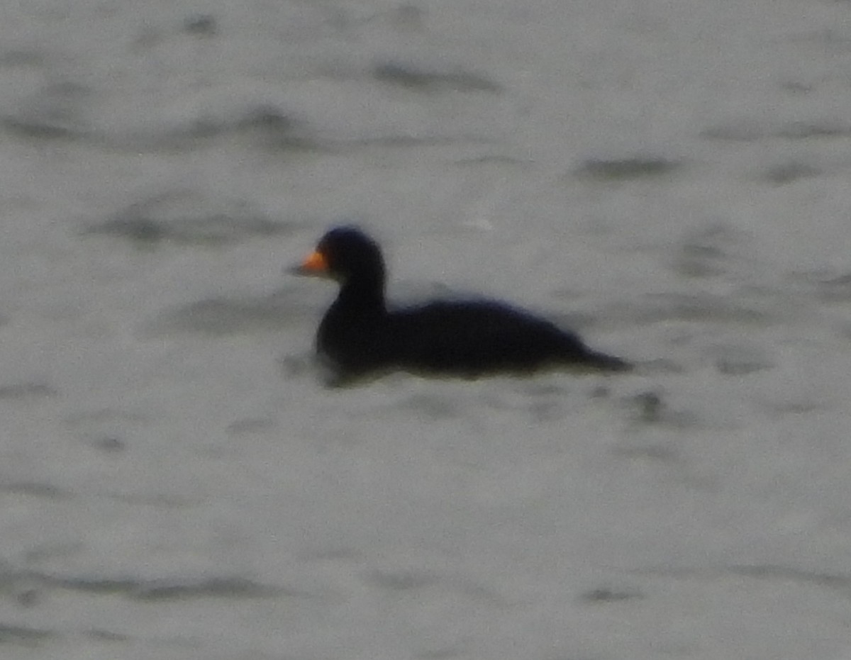Black Scoter - ML646374765