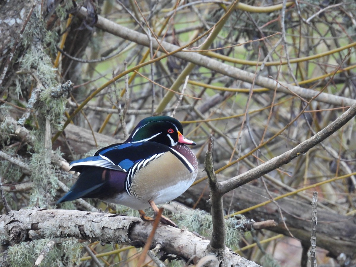 kachnička karolínská - ML646374766