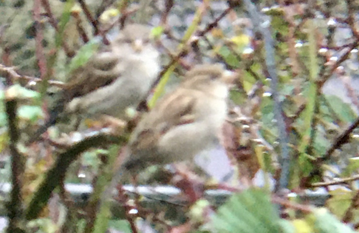 House Sparrow - ML646374767