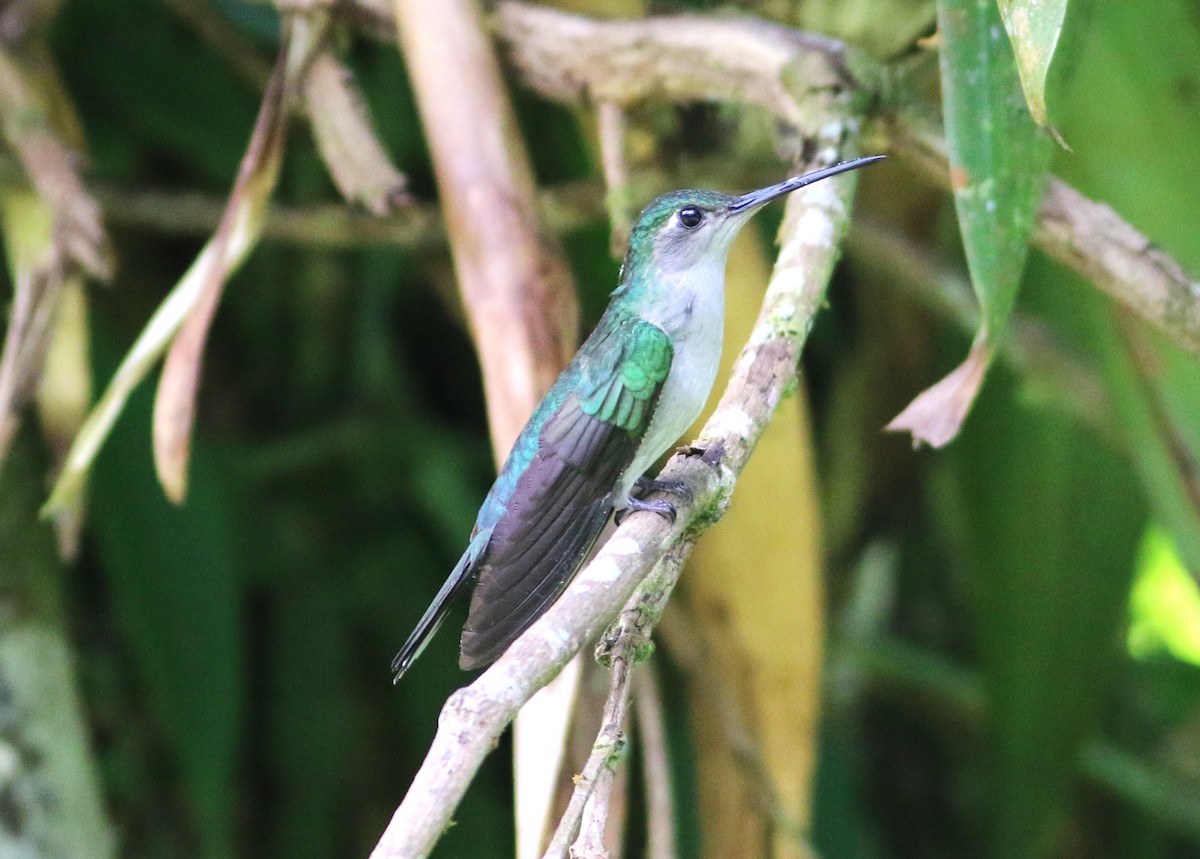 Colibrí Pechigrís - ML646374768