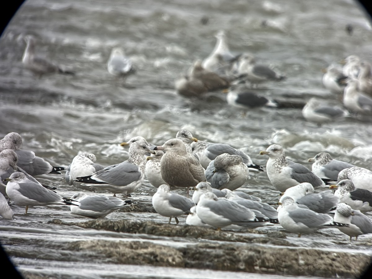 Gavión Hiperbóreo - ML646374771