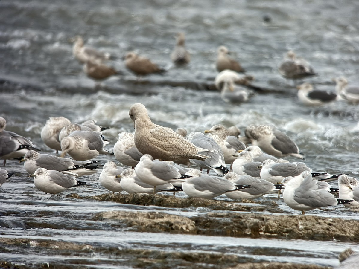 Gavión Hiperbóreo - ML646374772