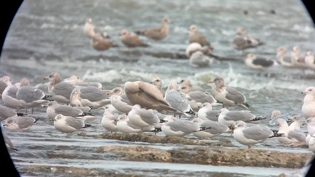 Gavión Hiperbóreo - ML646374773