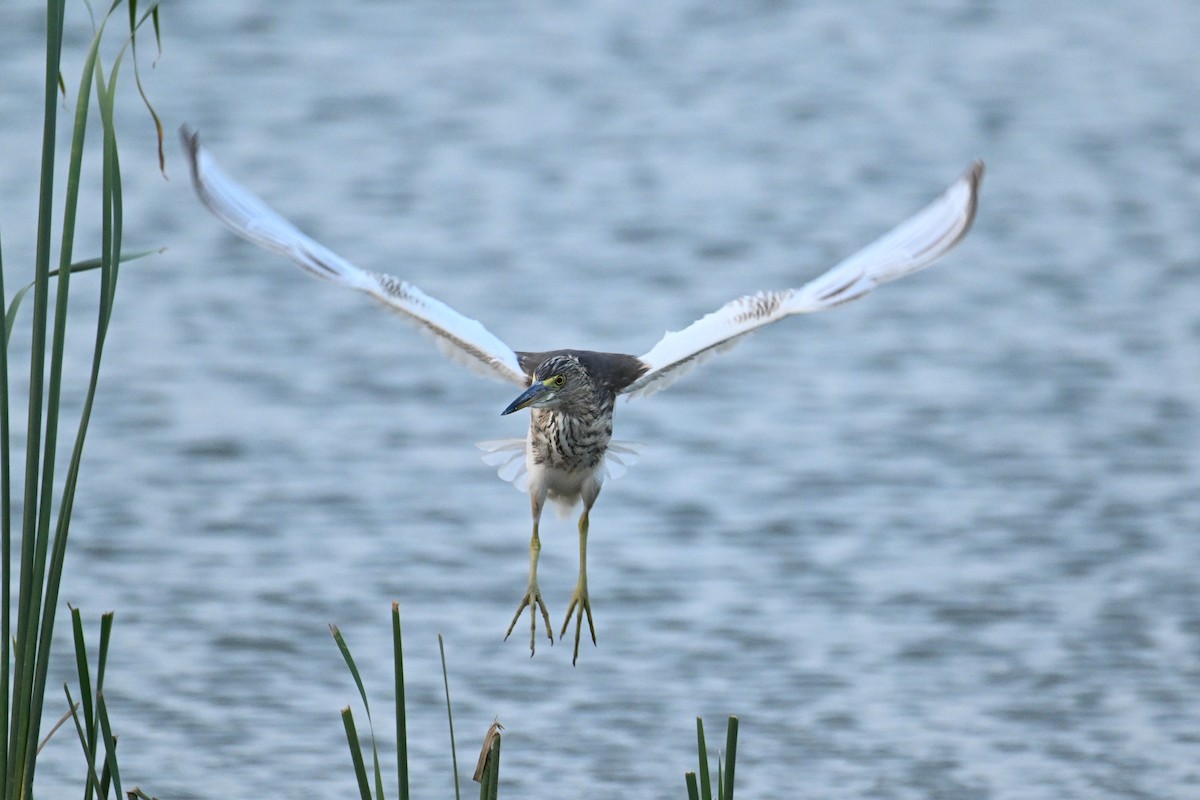 Chinese Pond-Heron - ML646374774
