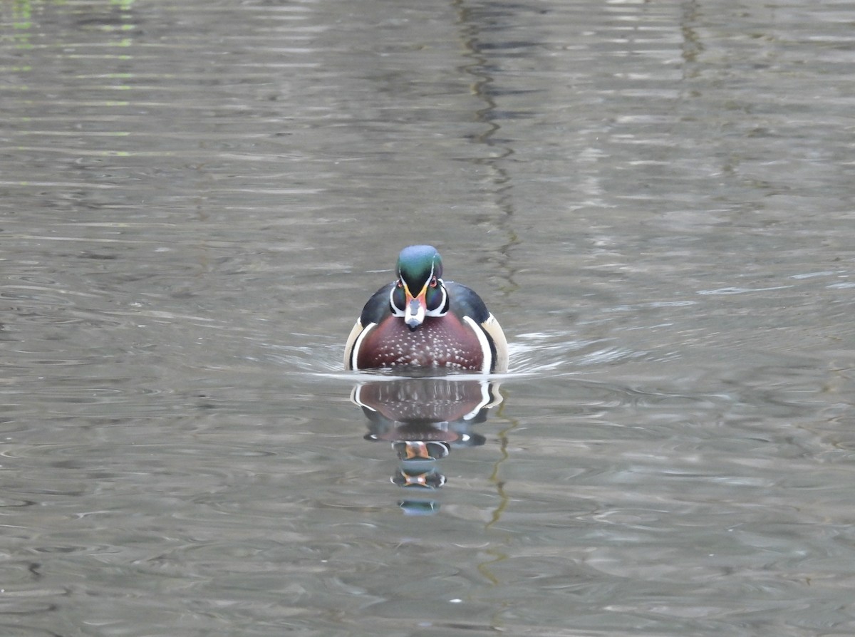 Pato Joyuyo - ML646374782