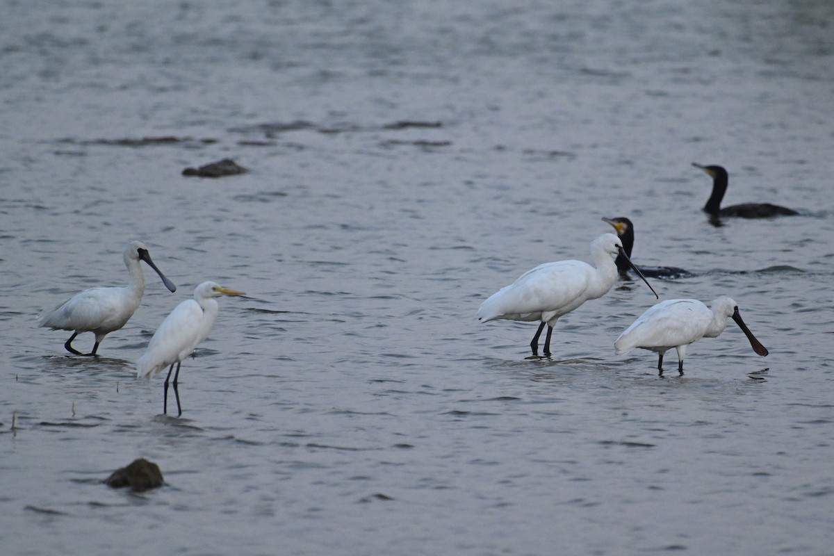Eurasian Spoonbill - ML646374783