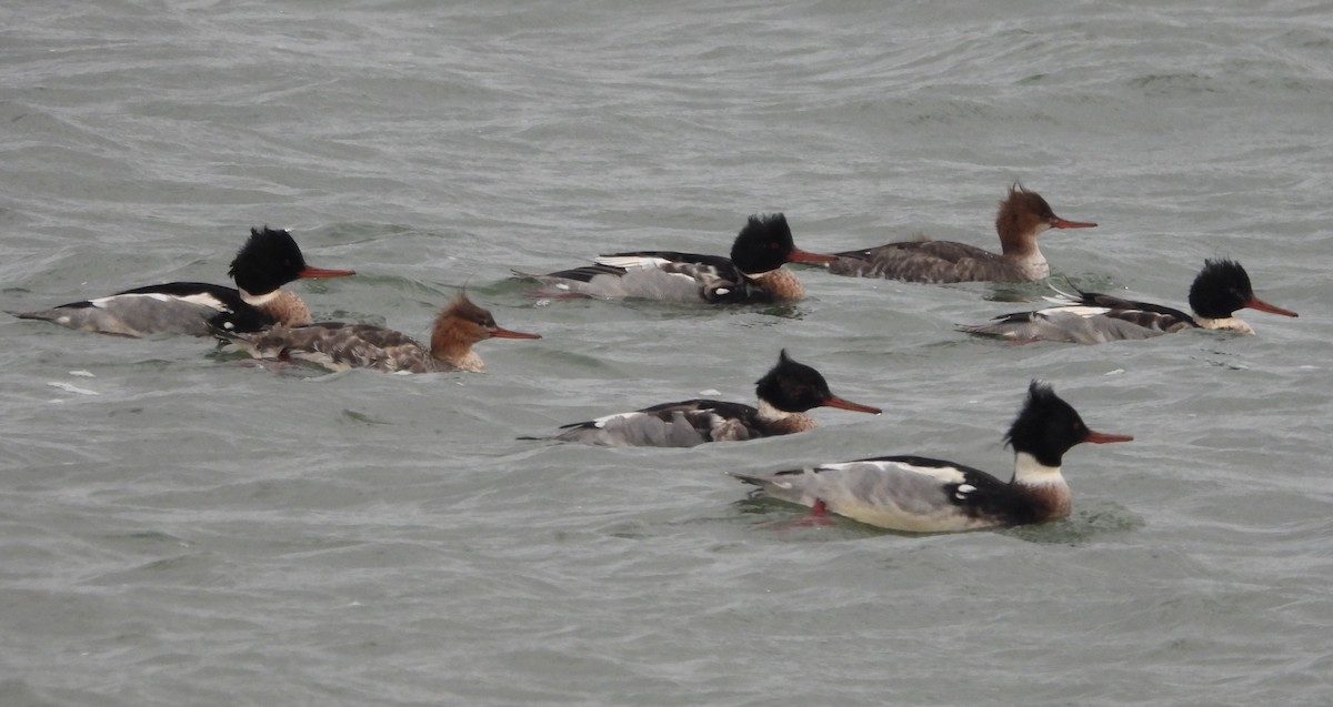 Serreta Mediana - ML646374784