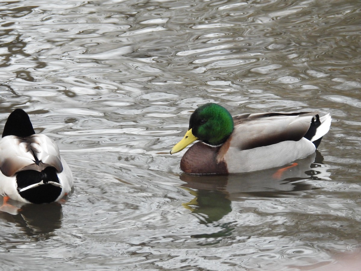 Ánade Azulón - ML646374785