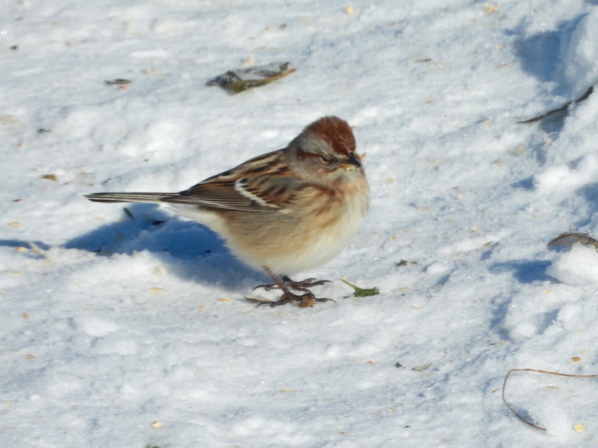 Chingolo Arbóreo - ML646374786