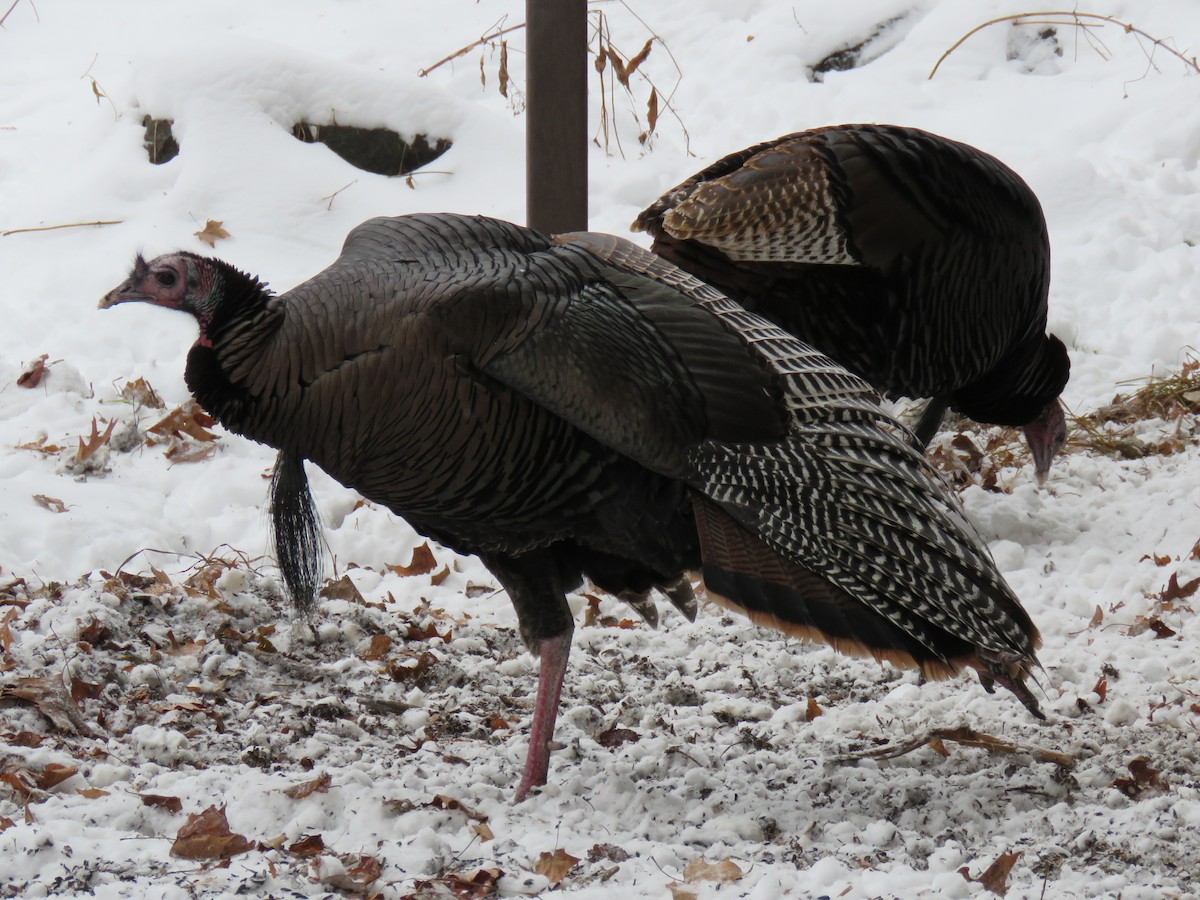 Guajolote Gallipavo - ML646374790